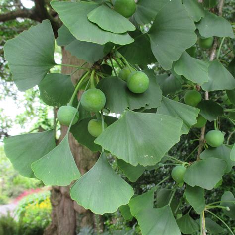 Ginkgophyta is one of four phylum classified under the gymnosperms. Ginkgo biloba in Roath Park Botanic Garden