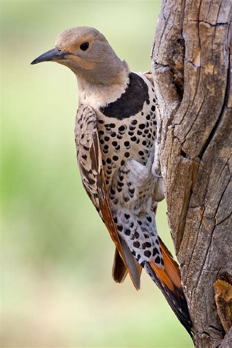 Northern Flicker Wikipedia