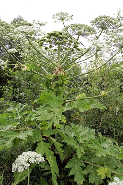Giant Hogweed Plant Burns How Do You Treat Giant Hogweed Burn