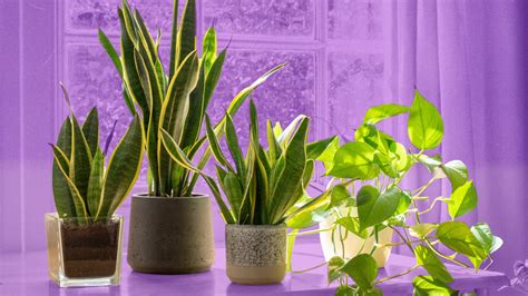Plant Styling Is An ArtHere S How To Do It Yourself According To A
