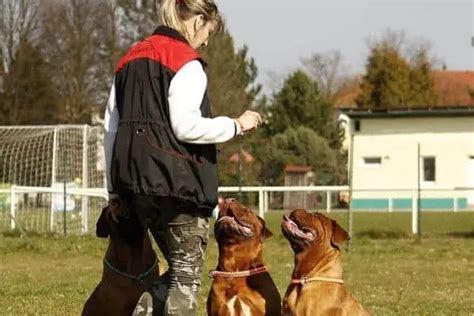 Técnicas De Adiestramiento Canino Vida Con Mascotas ️