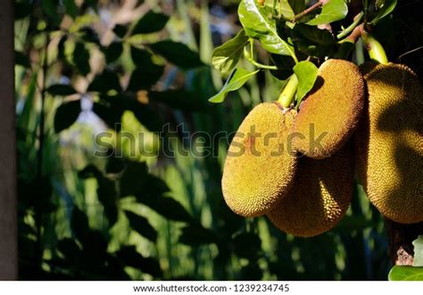 Jackfruit Largest Treebearing Fruits On Earth Stock Photo 1239234745