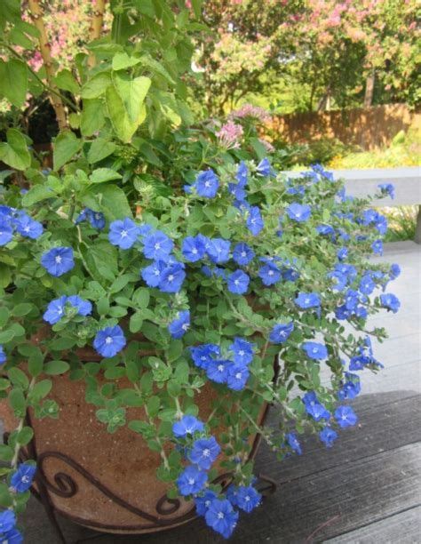 If you are looking for a plant that loves the heat, doesn't mind long, humid summers, and is reasonably drought tolerant, then consider plumbago (plumbago auriculata {p. blue daze flowering plant - heat tolerant | Texas ...