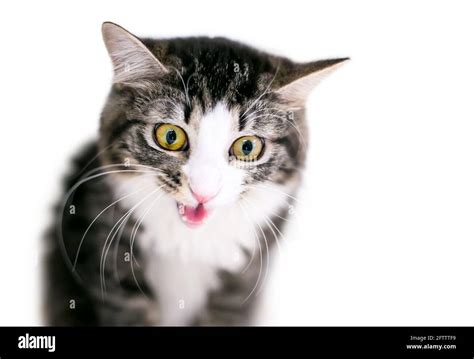 A Wide Eyed Tabby Shorthair Cat Meowing Stock Photo Alamy