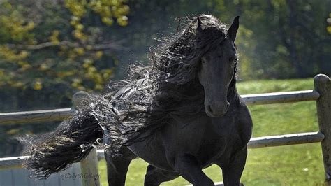 Las 10 Mejores Razas De Caballos Del Mundo