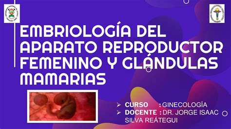Embriología Del Aparato Reproductor Femenino Y Glándulas Mamarias