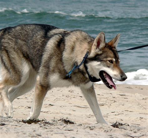 Maybe you would like to learn more about one of these? Tamaskan Dog Breed Guide - Learn about the Tamaskan Dog.