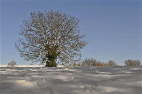 fotos gratis paisaje árbol naturaleza rama nieve frío invierno planta cielo luz de