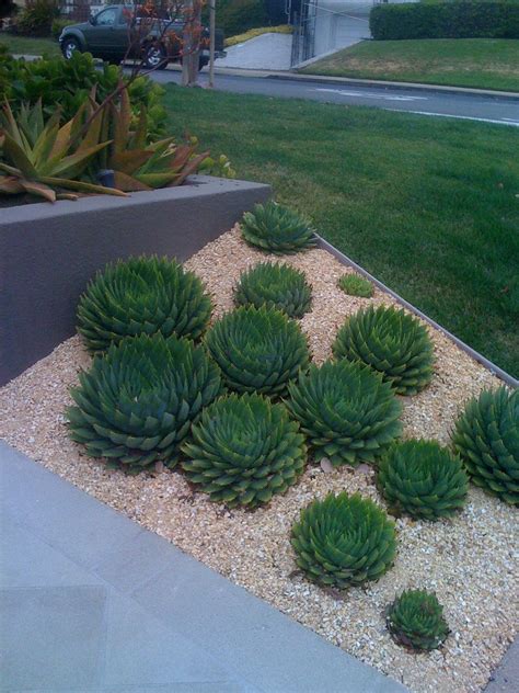 Should i remove dead flowers from the cactus? Aloe polyphylla | Succulents, Succulent landscaping, Plants
