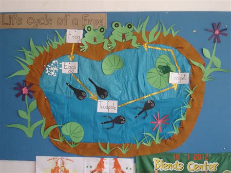 Life Cycle Of A Frog Classroom Display Photo Photo Gallery Sexiz Pix
