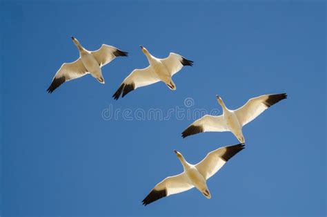 Flock Of Snow Geese Flying In A Blue Sky Stock Photo Image Of