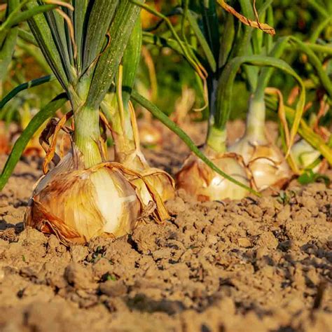 Yellow Sweet Spanish Utah Heirloom Onion Seeds Terroir Seeds