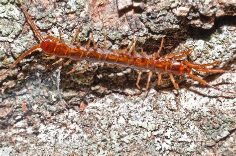 Bugs Of Mackie Stone Centipede Lithobiomorpha