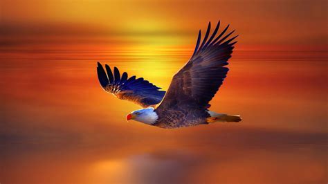Golden Eagle Flying Wallpaper
