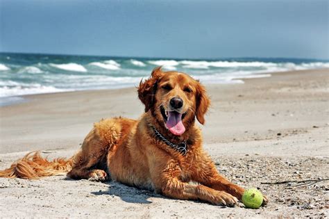 Собака На Пляже Картинки Telegraph