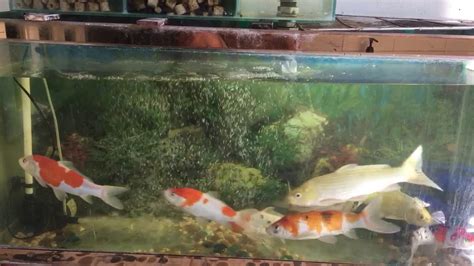Nuôi Cá Chép Nhật Koi Fish Tank Youtube
