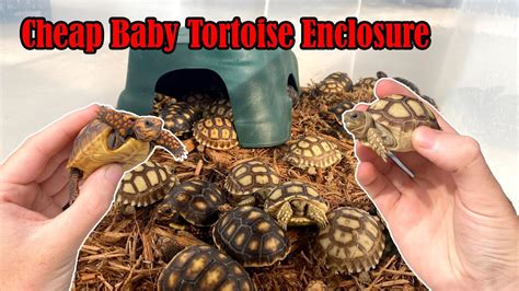 How To Set Up CHEAP Baby Tortoise Enclosure YouTube