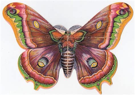Amazing Victorian Butterfly The Graphics Fairy