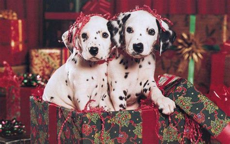 Free Christmas Puppy Wallpaper Wallpapers Hd Wallpapers 88580