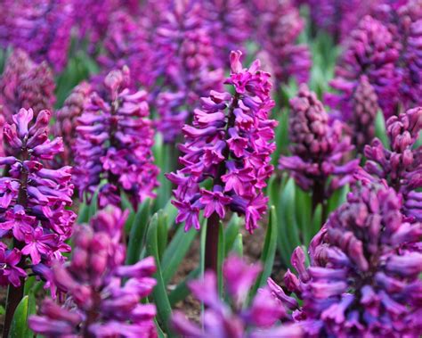 Hyacinth Woodstock Bulbs — Buy Online At Farmer Gracy Uk