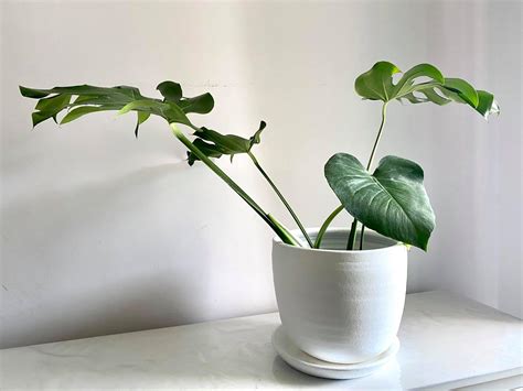 Monstera ,philodendron and variegated plant มือใหม่หัดเลี้ยงมอนสเตอร่า - Pim's Confidential