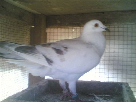 Pigeon For Sale Adoption From Bulacan Classifieds