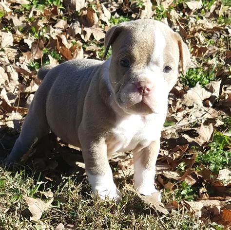 39 English Bulldog For Sale In Tennessee Image Bleumoonproductions