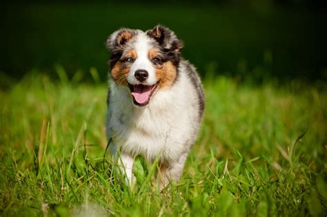 Australian shepherds are not for everyone!! Australian Shepherd Welpen - An was Du alles denken solltest!