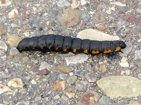 Black Caterpillar Orange Spots Cucullia Intermedia Bugguidenet