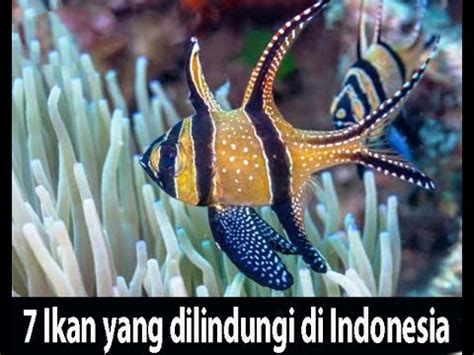 Ikan Yang Dilindungi Di Indonesia Youtube