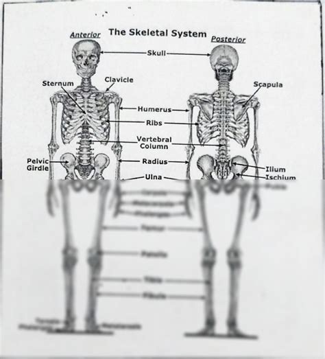 Solution Anatomy And Physiology Of Human Body The Skeletal System