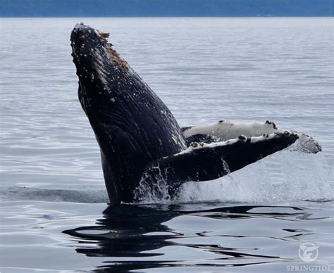 Breaking News First Humpback Moms And Calves Of 2023 Arrive In Salish