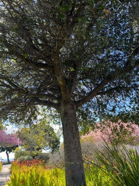 Whats In Your Watershed The Native Coast Live Oak The Watershed Project