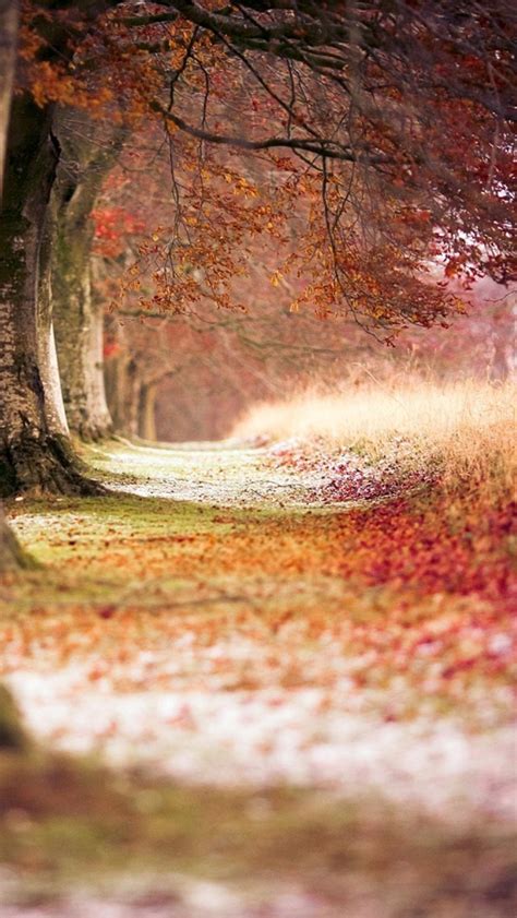 Forest Trees Path Fallen Leaves Iphone Wallpapers Free Download