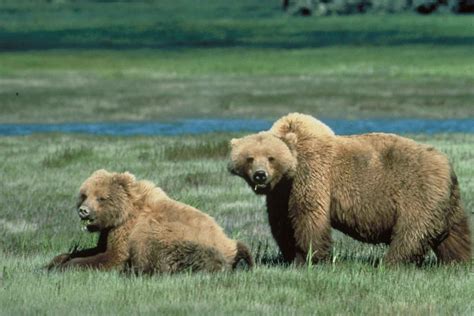 Free Photograph Grizzly Bears Animal Wildlife