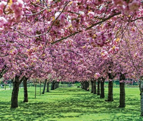 Icymi Cherry Blossoms Start To Bloom At Brooklyn Botanic Garden
