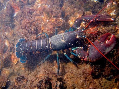 Lobster air tawar memiliki banyak jenis dari berbagai penjuru dunia, jenis lobster papua memiliki warna yang bagus, ini menjadi nilai lebih jenis lobster diindonesia. Budidaya Lobster Air Tawar sebagai Udang Konsumsi dan ...