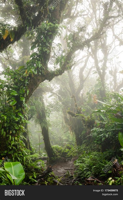 Lush Foggy Rainforest Image And Photo Free Trial Bigstock