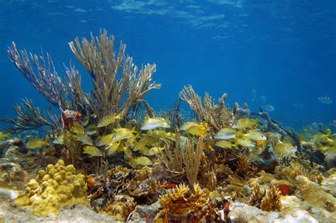 Underwater Landscape In A Coral Reef With Fish Stock Photo