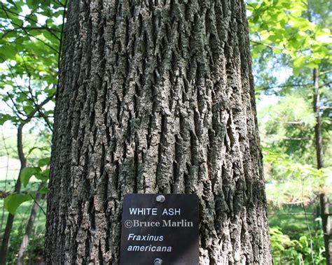 White Ash Fraxinus Americana North American Insects And Spiders