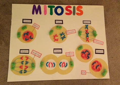 Plant Cell Project On Poster Board Animal Cell Pizza Animal Cell