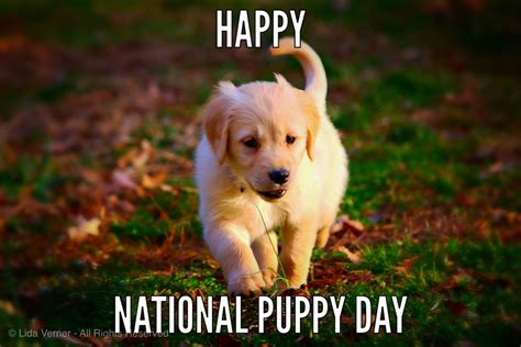 Our pets are family and. 51 Happy National Puppy Day Wish Pictures