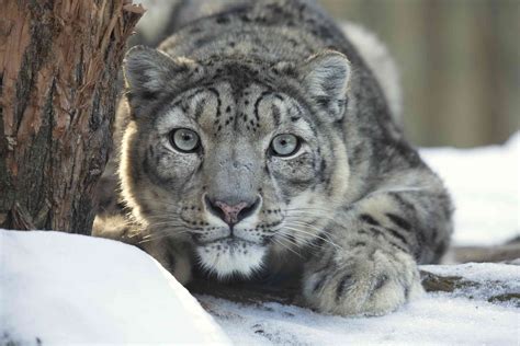 8 Facts About The Elusive Snow Leopard
