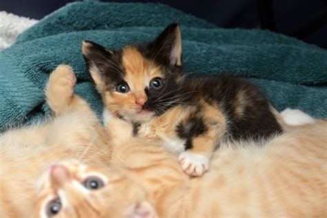 Calico Kitten Finds Warmth And Love Love Meow