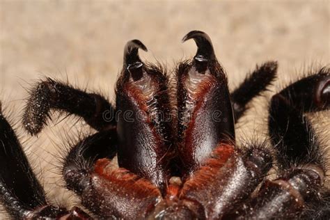 Sydney Funnel Web Spider Stock Image Image Of Venom 267263563