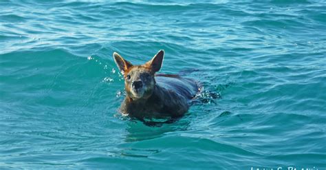 Wallaby Goes For A Swim In The Ocean Cant Find Its Way