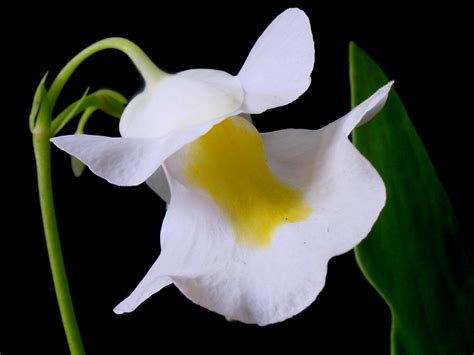 Filealpina Flower Wikipedia The Free Encyclopedia