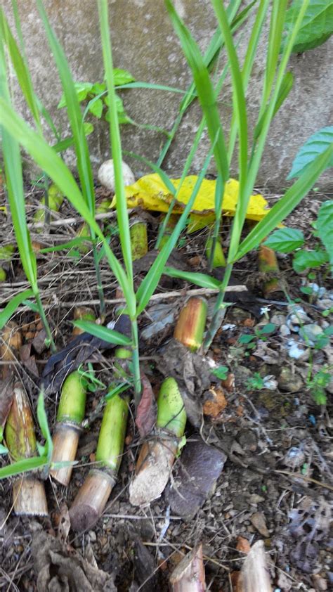 Cara tanam bawang putih yang betul | orang kampung ep. AL DILL BIONIK: CARA TANAM TEBU