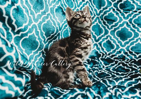 Available Bengal Kittens And Pricing 🤑 Wild Dreamer Cattery