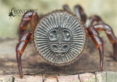 Cyclocosmia Ricketti A K A Chinese Hourglass Spider Flickr